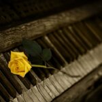 piano rose yellow rose old piano 1239729